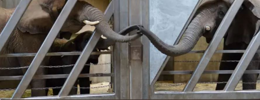 Adorable Moment Elephant Touches Trunks With Daughter And Granddaughter After Being Reunited