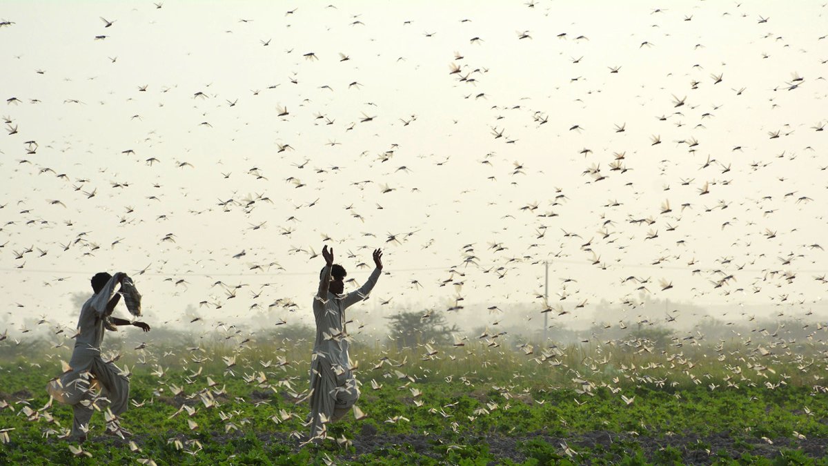 Scientists Discover Why Locusts Swarm