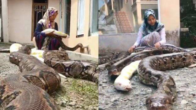 Meet The 14 Year Old Indonesia Girl Who Has 6 Huge Pythons As Pet (Photos)