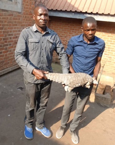 Two arrested over dead pangolin