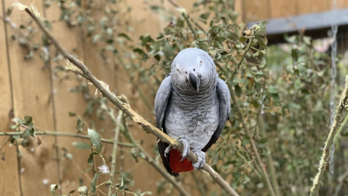 African Parrots of wildlife park in UK removed after swearing at visitors