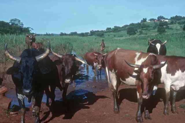 Cowboy Kills Himself Over Missing Cattle