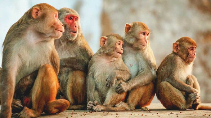 Foreigners Arrested For Trafficking Monkeys From DRC To South Africa