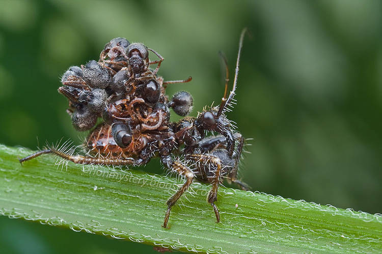 Tiny Assassin Bug Wears the Bodies of Its Victims as Camouflage