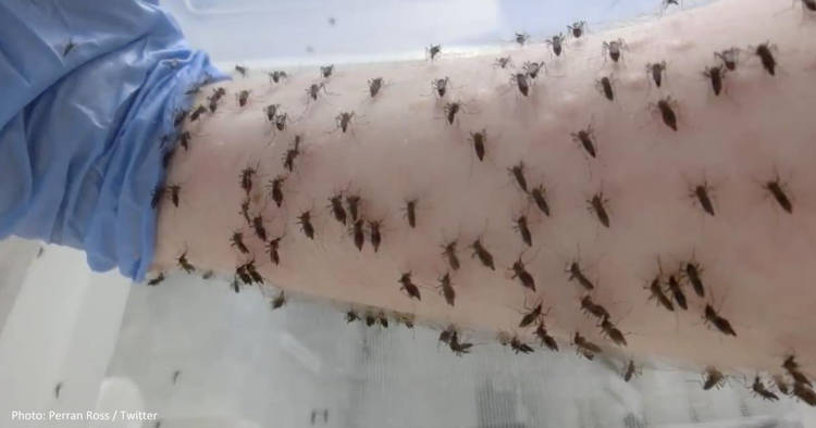 Scientists Lets Thousands of Mosquitoes Bite His Arm in the Name of Science