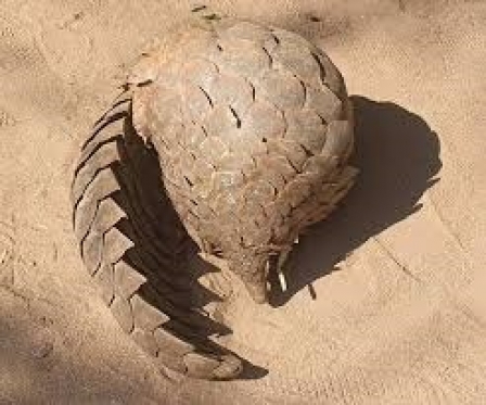 Two arrested for possessing Pangolin in Balaka