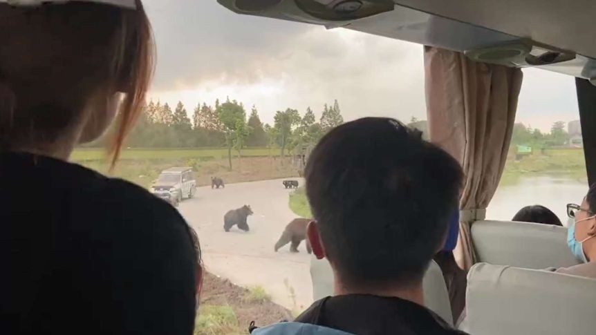 Tourists Watch Bear Maul Worker To Death In A Zoo