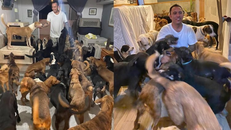 Hero Shelters Hundreds of Stray Dogs in His House to Protect Them From Hurricane