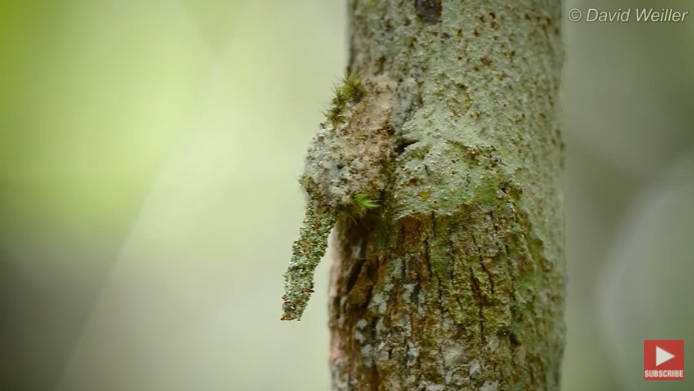 This Mossy Twig Is Actually a Moth Larva in Disguise