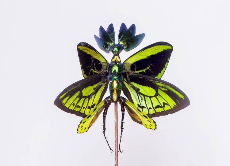 Artist Bring Dead Bugs Back to Life as Otherworldly Insect Fairies