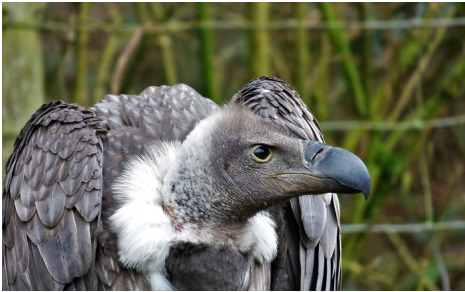 AT LEAST 40 WHITE-BACKED VULTURES POISONED IN BOTSWANA