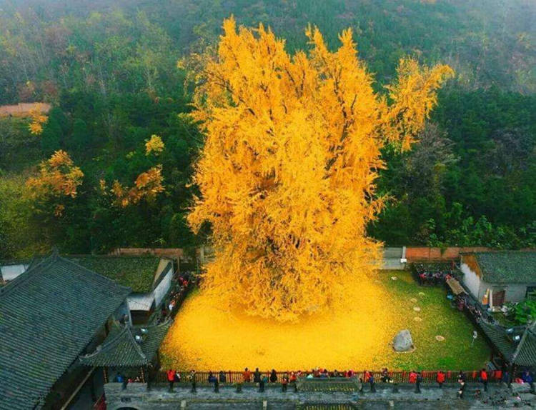 You Need a Reservation to See This Stunningly Beautiful Tree in Person
