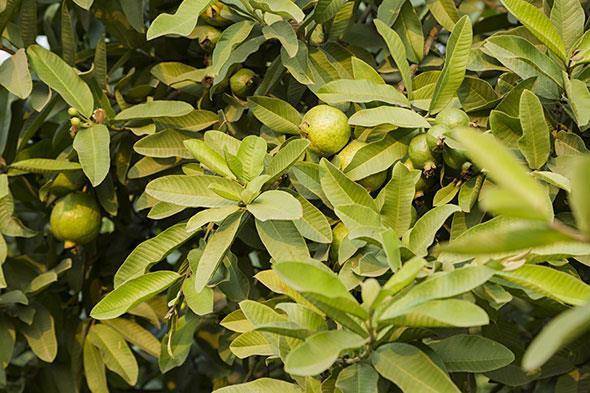 Health Benefits Of Guava Leaves You Probably Didn’t Know About No 2 Will Shock You