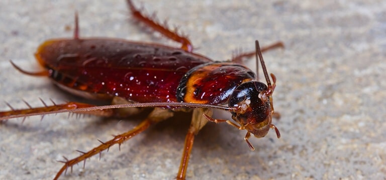 5 FACTS ABOUT COCKROACHES YOU MUST KNOW