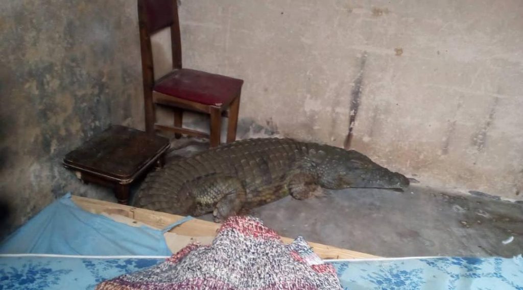Bizarre: Crocodile Found In School Head’s Bedroom