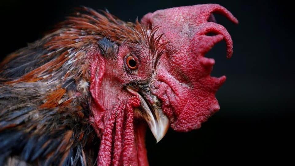 French Man Guilty Of Shooting, Impaling Rowdy Rooster
