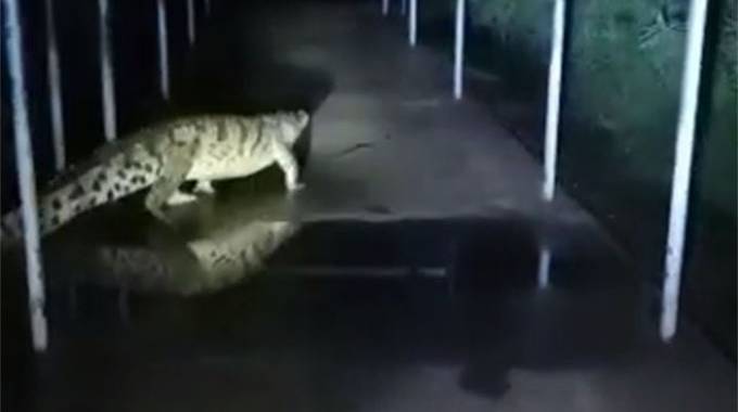 Watch As Crocodile Causes Panic At A District Hospital In Zimbabwe