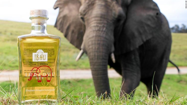 This Premium Gin Is Made From Distilled Elephant Dung