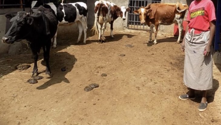 Woman unties husband’s cows, takes them to her parents as dowry