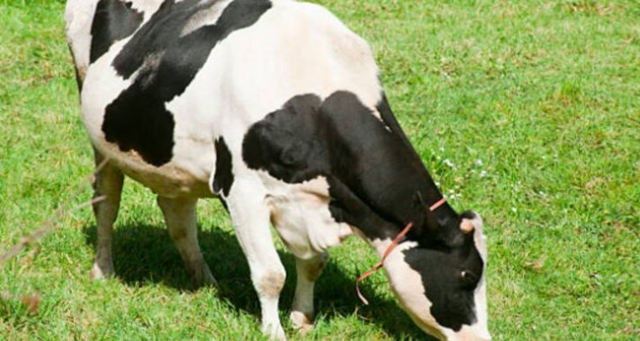 Woman takes to her parents husband’s cow, sheep, bags of maize, sofa set, wall unit as dowry