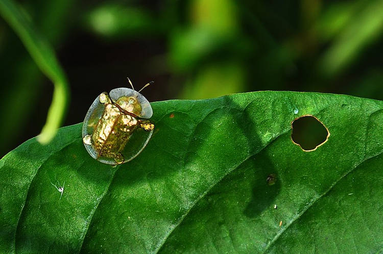 Golden Tortoise Beetles – Nature’s Living Jewels