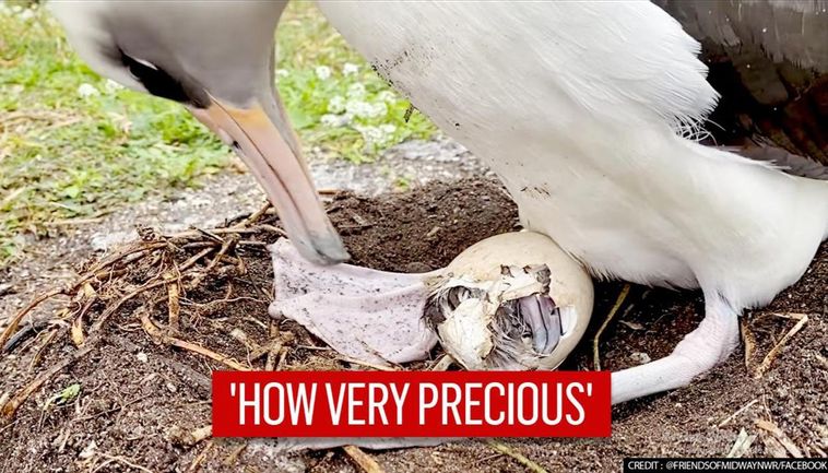 World’s Oldest Wild Bird Hatches New Chick At Age 70