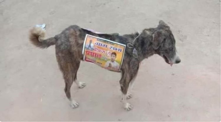 Political Candidates in India Are Using Stray Dogs as Walking Billboards
