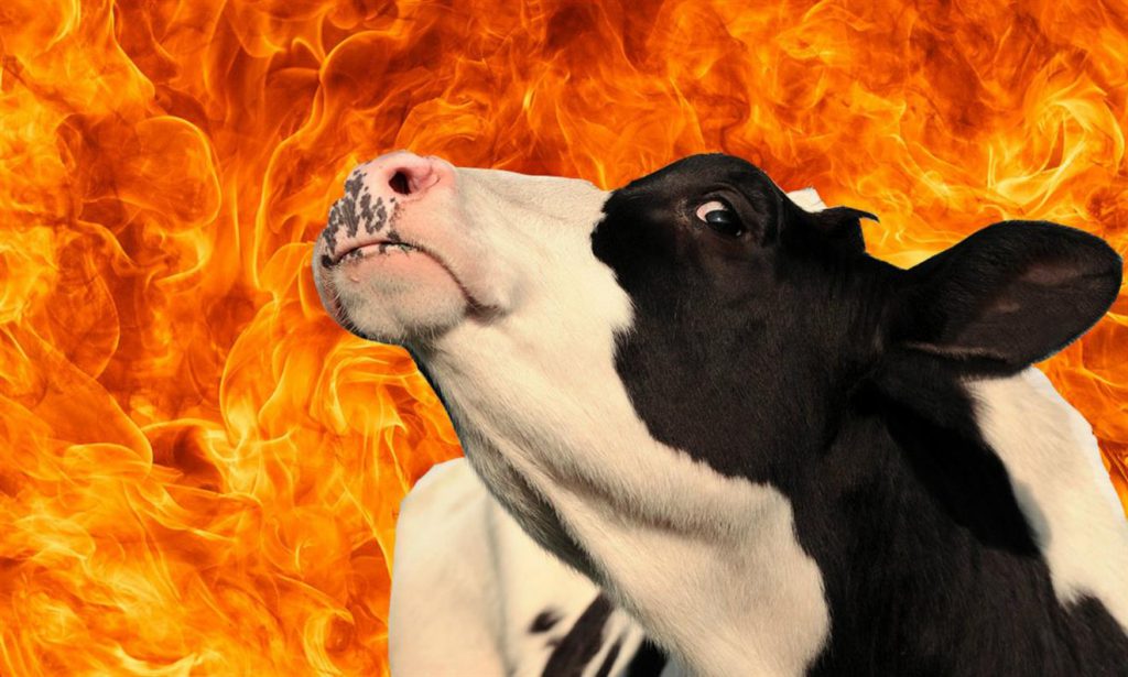 Kenyan burns cow over a cup of milk