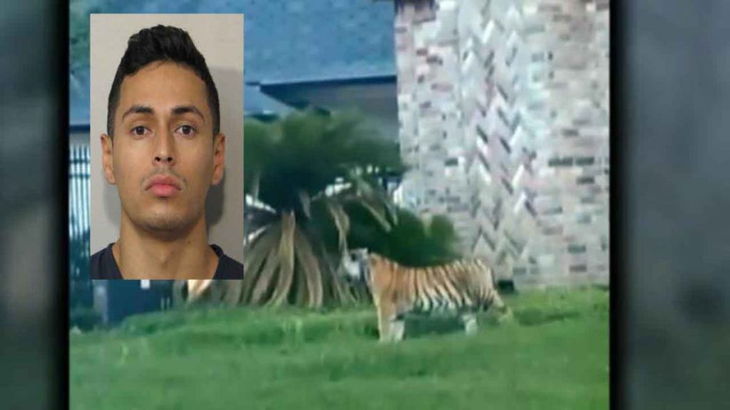 Man who allegedly fled from police with tiger taken into custody