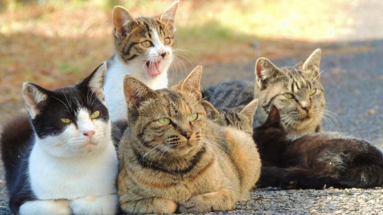 Spanish Woman Found Eaten Waist Up By Pet Cats After Succumbing To Covid-19