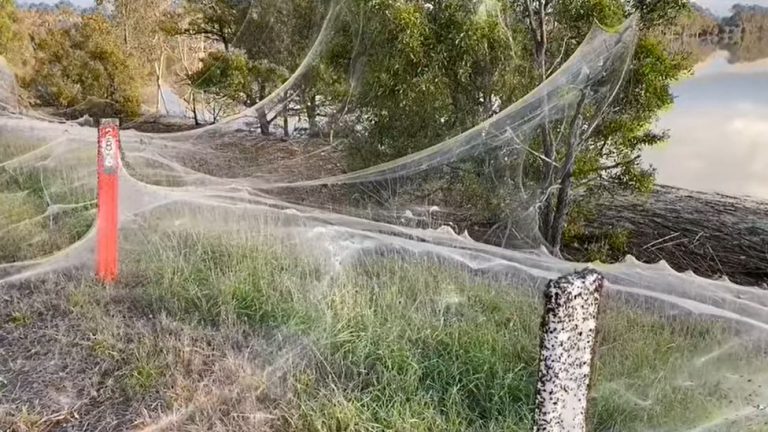 Spider-Webs Blanket Australian Landscape After Floods