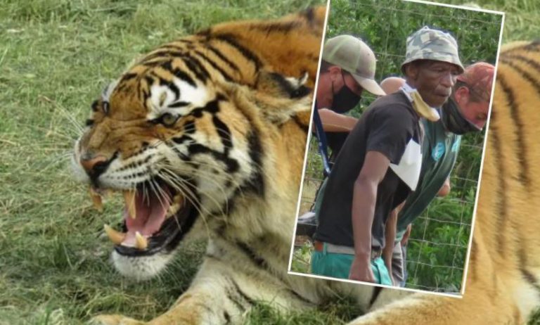 Staff attacked, killed by a Tiger at South African park