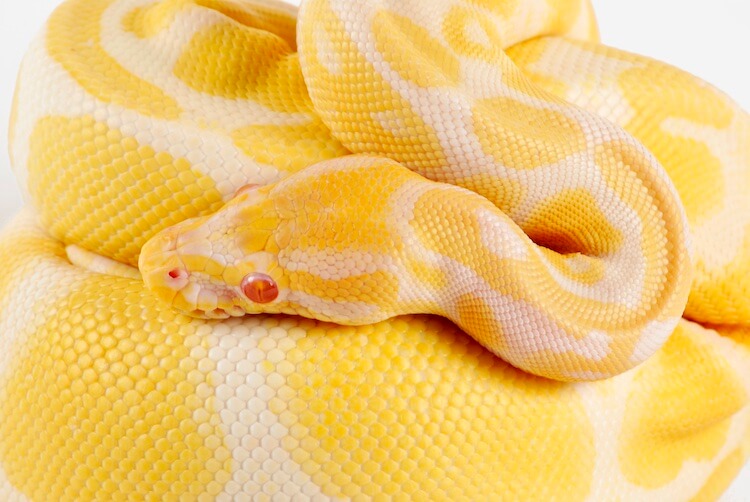 65-year-old Man bitten by 5ft albino python snake ‘in genital area’ as he sat on toilet seat in his house