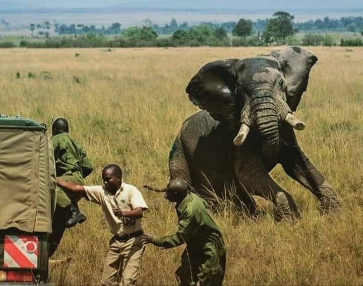 52-year-old Zambian Man Killed By An Elephant