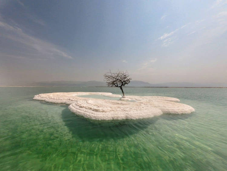 “Tree of Life” Grows on Salt Island in the Middle of the Dead Sea