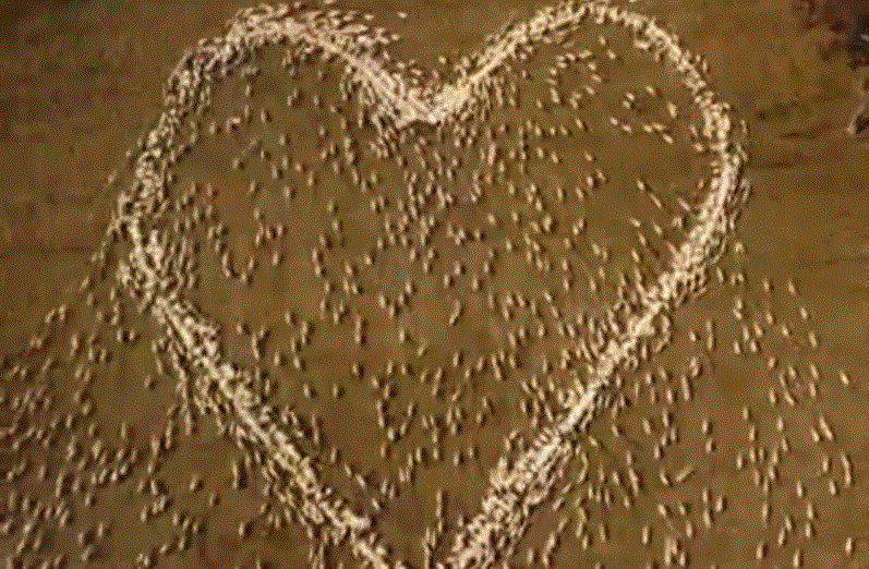 Australian farmer pays tribute to his late aunt by arranging sheep in heart shape