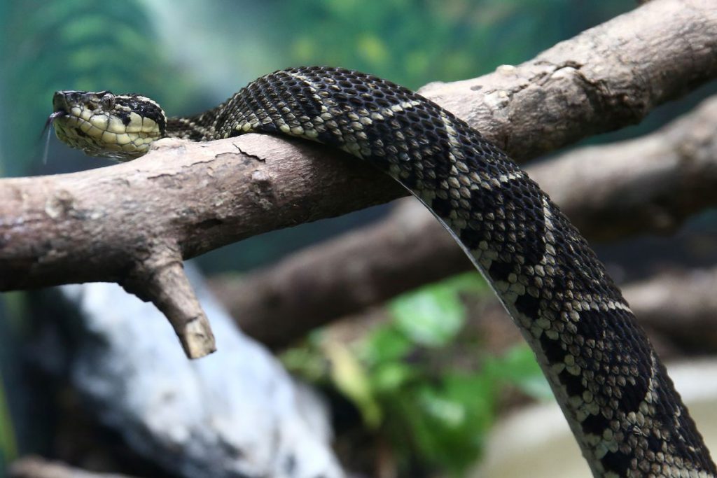Brazilian viper venom may become tool in fight against COVID, study shows