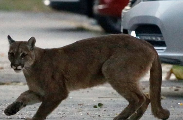 Wild Puma Found Living In New York Apartment