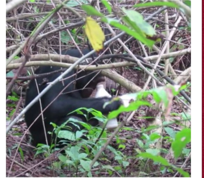 Chimpanzee filmed masturbat*ng using plastic bottle as sex toy (video)