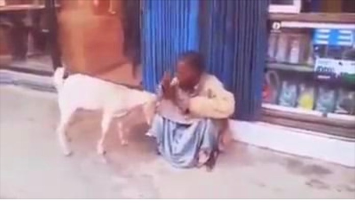 Drama As Man Pretending To Be Crippled Is Exposed By A Goat [Video]
