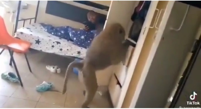 Panic as Monkey invades female hostel at University (Video)