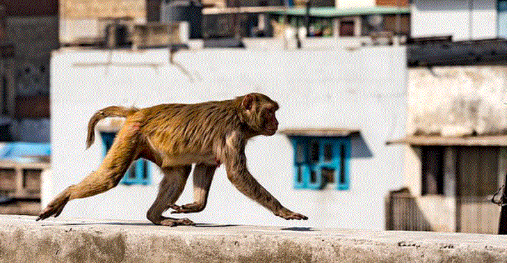 Shocking: Monkeys chase politician’s wife to death in India