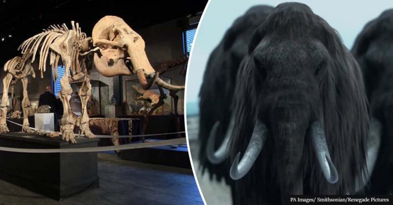Woolly Mammoth To Be Brought Back To Life After 10,000 Years Of Extinction