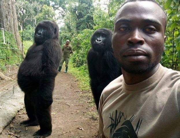 Mountain Gorilla Who Posed For Selfie Dies