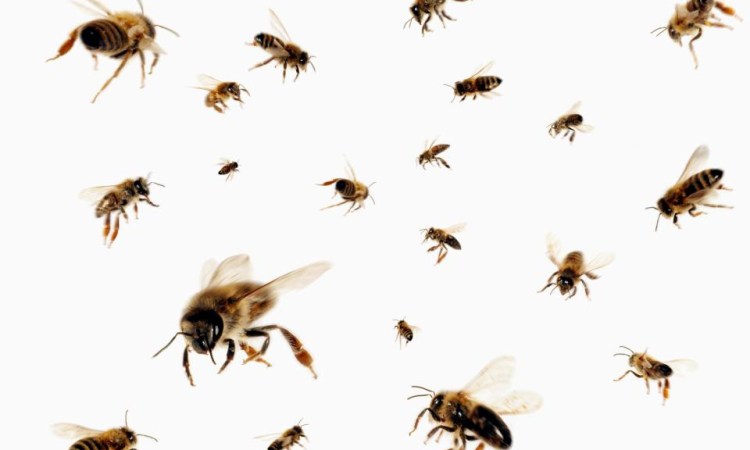 Drama As Bees Attack’s Man Having S3x With A Married Woman In The Bush