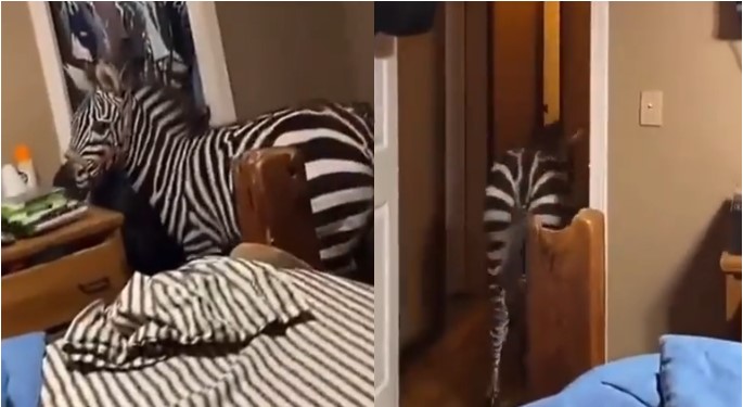 Man returns home to find Zebra roaming in his bedroom (Video)