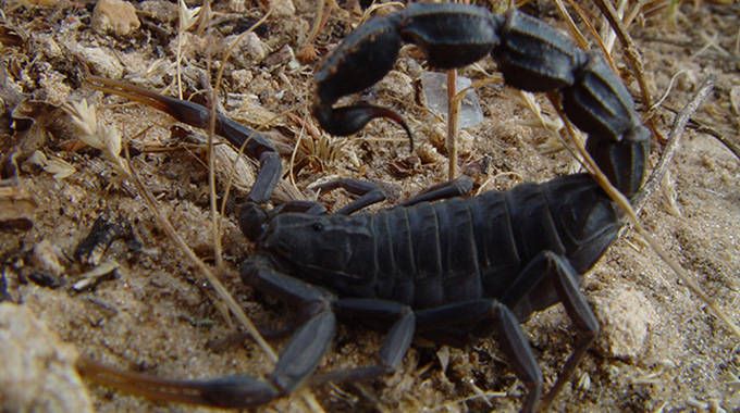 Woman Succumbs To Black Scorpion Venom