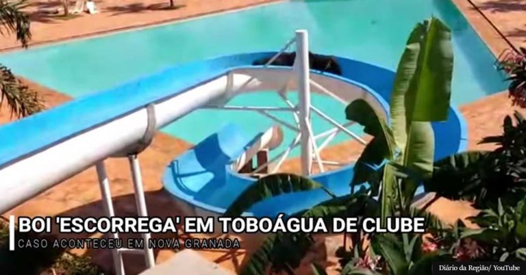 Cow Escapes From Slaughterhouse And Rides Waterslide To Freedom Into Water Park Next Door