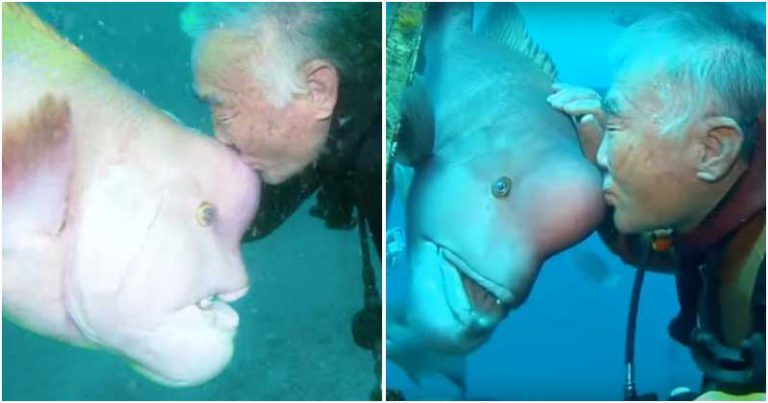 Japanese Diver Makes Friend With A Wrasse Fish And It Lasts For 25 Years Now
