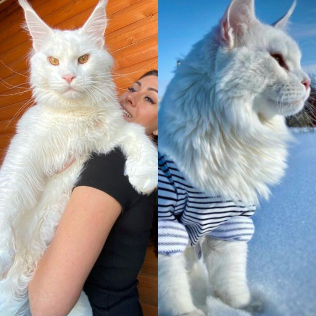 PHOTOS| See Cat That’s So Big People Mistake It For A Dog